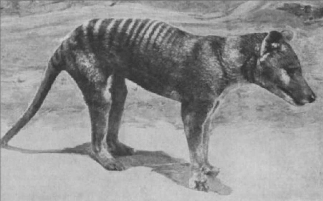 http://www.artistfirst.com/Thylacine%20plantigrade%20foot.jpg